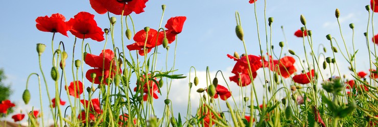 100 ans de la grande guerre