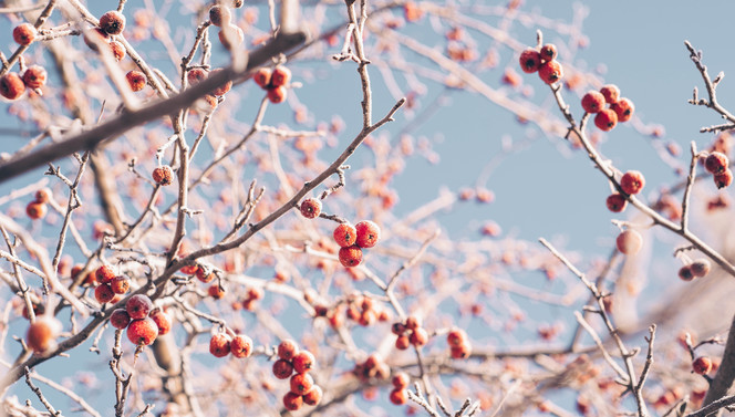 Hartje Winter arrangement